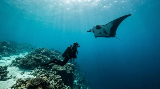 Plongeur observant une raie manta au-dessus d'un recif corallien turquoise aux Maldives